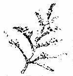 Bryzoa
