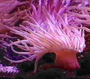 anemone