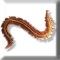 annelida