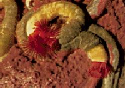 annelida_worm