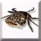 arthropoda