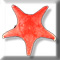 echinodermata