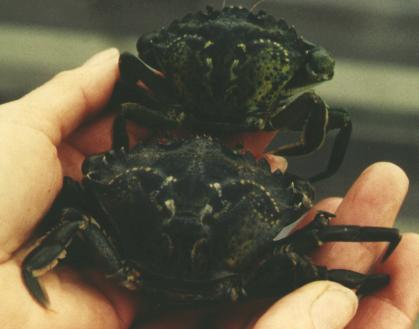 green crab