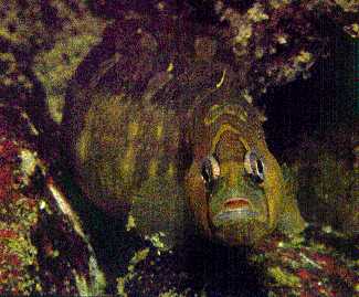 Rock Gunnel