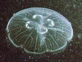 moon_jelly