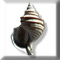 molluska