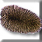 Patyhelminthes